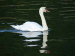 FZ017079 Mute Swan (Cygnus olor) by campsite.jpg